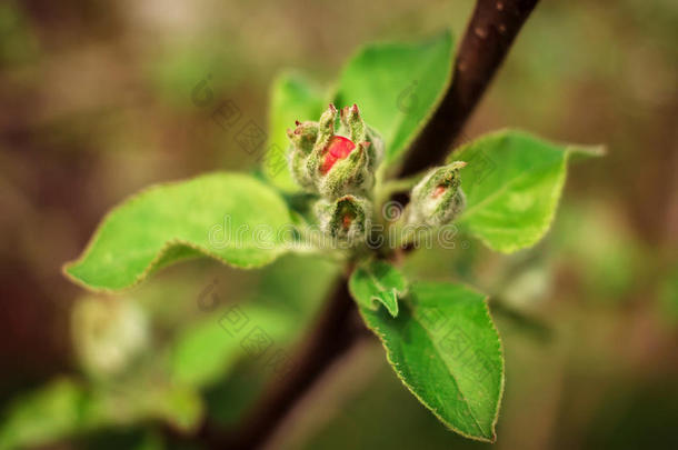 充满深情的苹果背景开花模糊