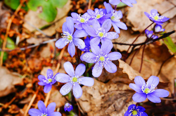 春季肝银莲花