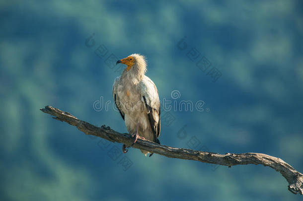 保加利亚野生动物保护区的埃及秃鹫