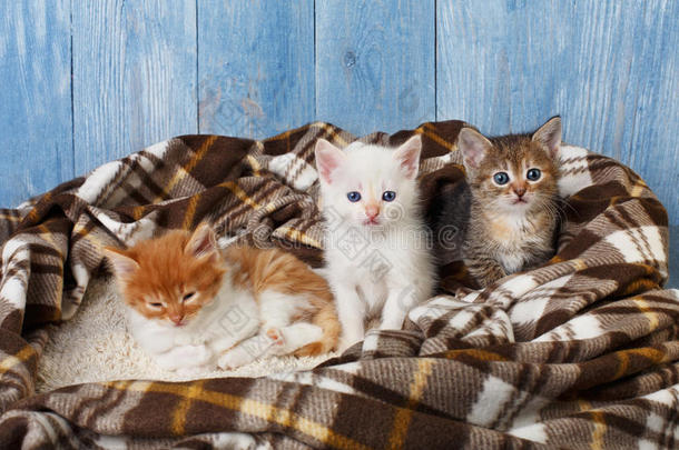 一群小猫在格子毯子上