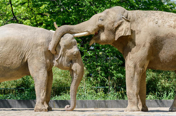 德国柏林-2016年5月7日：柏林<strong>动物</strong>园的一对<strong>交配</strong>大象