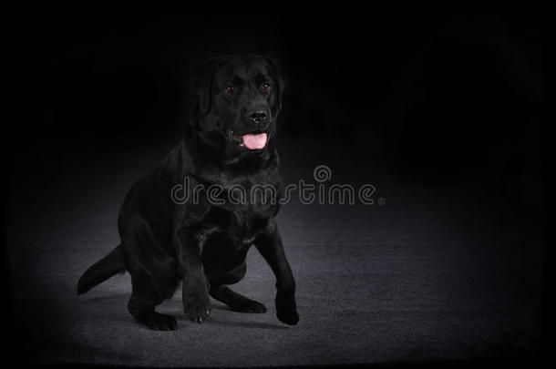 黑狗拉布拉多猎犬