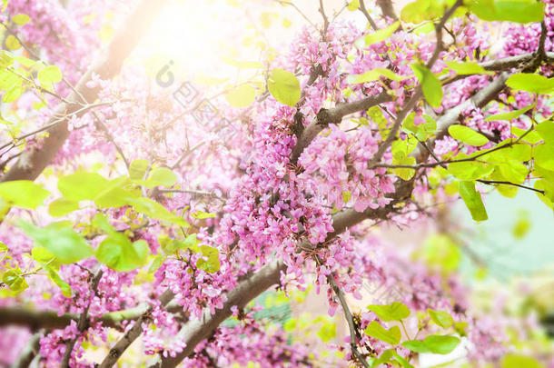 在早晨<strong>阳光下</strong>开着粉红色花朵的树。
