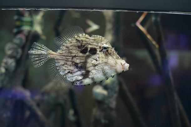 水族馆属于底层家庭鱼