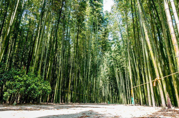 亚洲的竹子平静的颜色环境