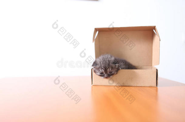 动物蓝色箱盒繁殖