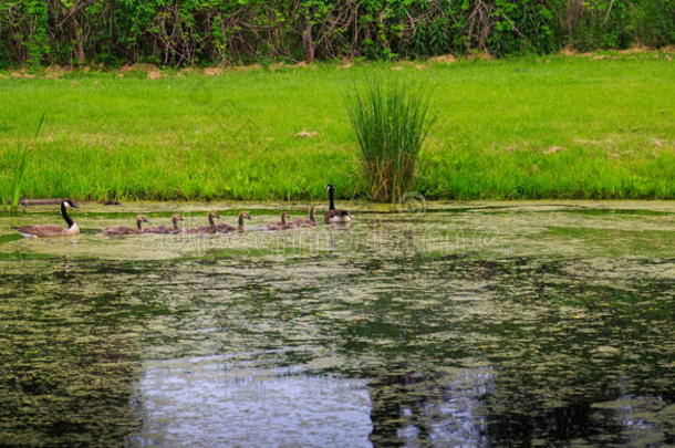 一群大雁穿过池塘