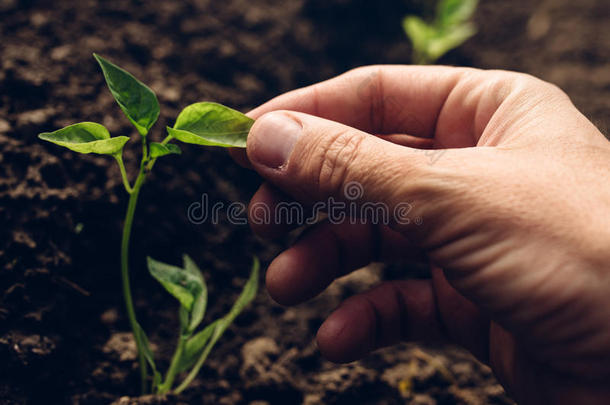 农民控制菜园辣椒植物的生长