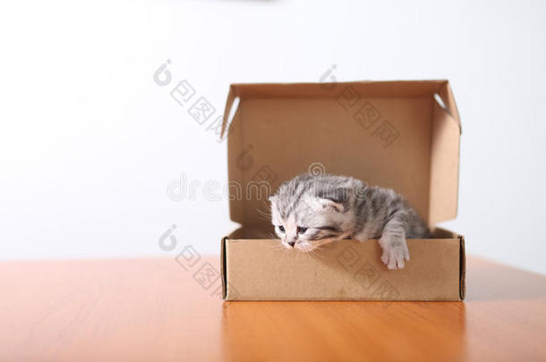 动物蓝色箱盒繁殖