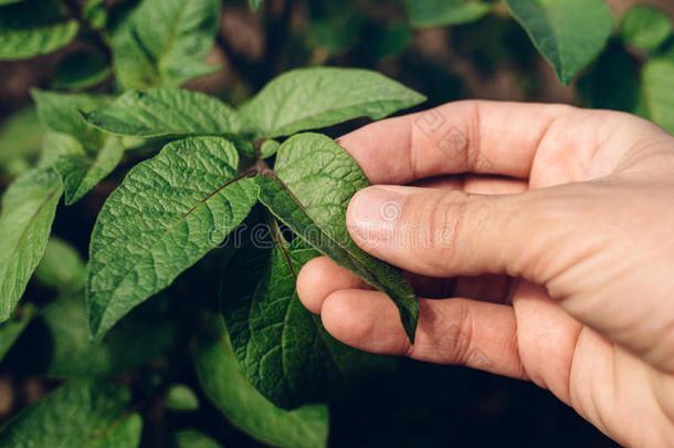 农民控制菜园马铃薯植物的生长