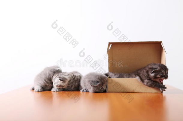 小猫在纸板<strong>箱</strong>里