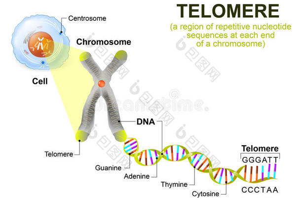 人细胞、染色体和端粒