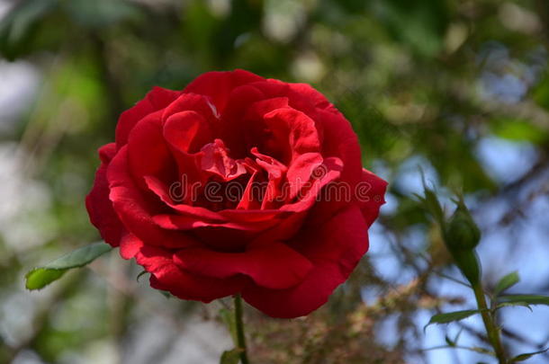 盛开的红玫瑰。