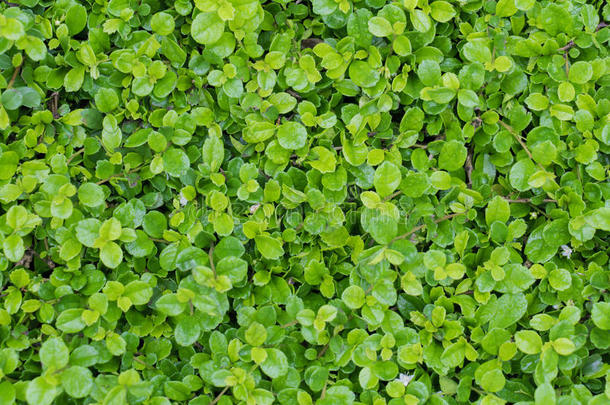 福建茶树灌木，福建茶灌木，园林绿色植物背景