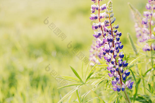 开花的羽扇<strong>豆花</strong>与复制空间