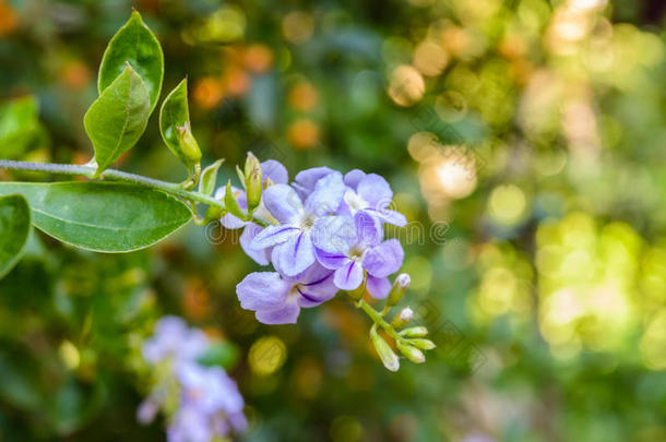 杜兰塔在花园里盛开着美丽的紫色花朵