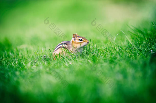 特写可爱的小花栗鼠在绿色的草地背景