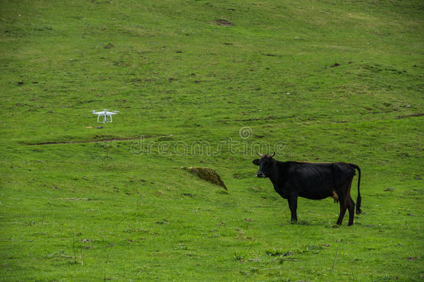有趣的图片，现代RC无人机四翼飞机与相机飞行在绿色的田野面前，一只好奇的牛