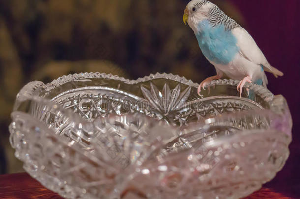 蓝色的玛吉坐在水晶花瓶上