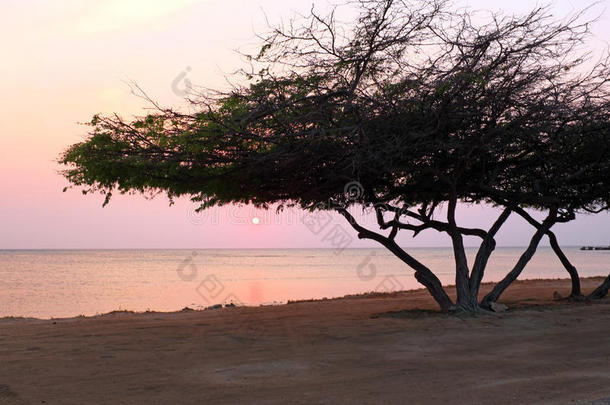 日落时，阿鲁巴岛上的<strong>迪维迪维</strong>树