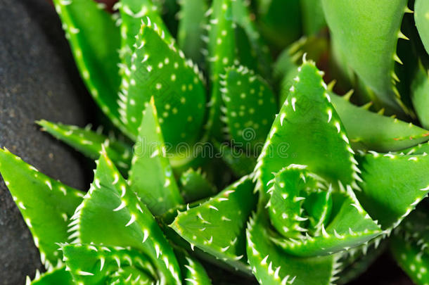 芦荟植物的细节