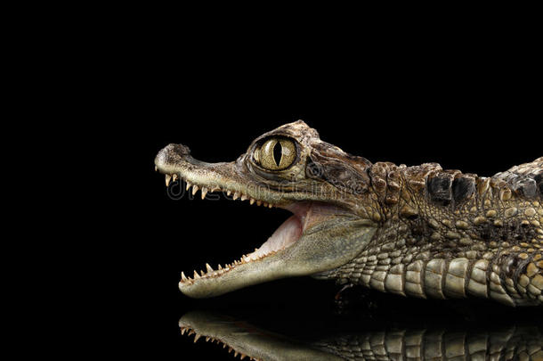 特写年轻的开曼鳄鱼，爬行动物张开嘴巴孤立黑色