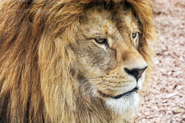芭芭拉狮子肖像-豹狮子座狮子座，极度濒危