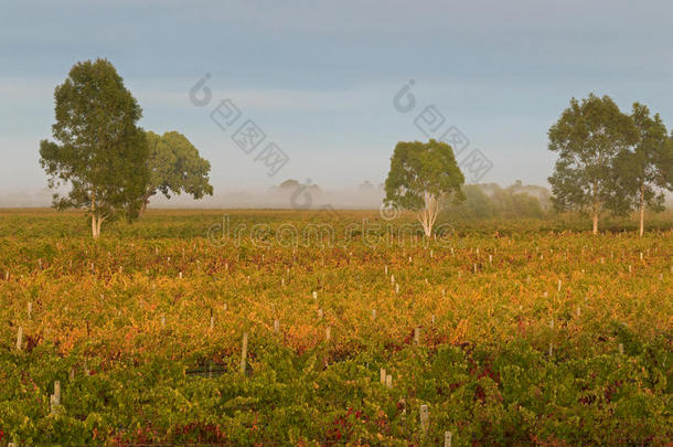 早上在南澳大利亚的科纳瓦拉酒庄地区，雾蒙蒙的葡萄园景色。