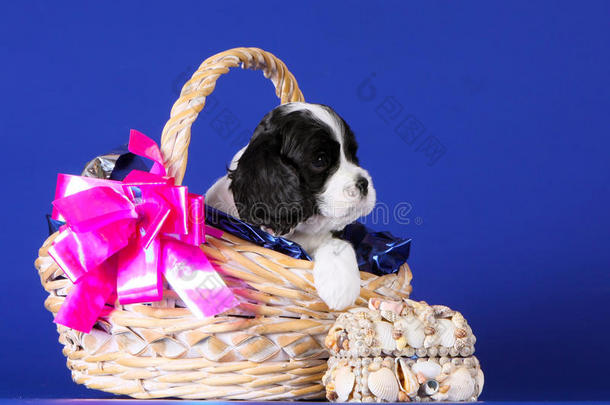 可爱的黑白小狗坐在篮子里。 蓝色背景上漂亮的狗。 小狗斯派尔。