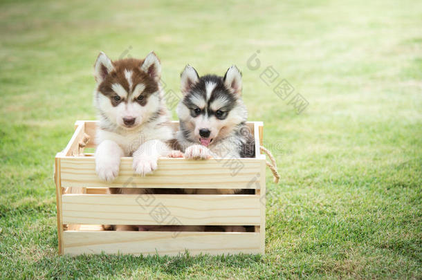 可爱的西伯利亚哈士奇小狗在木箱里付钱