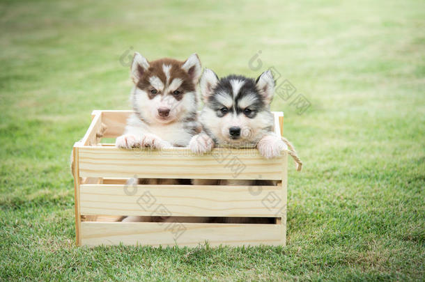 可爱的西伯利亚哈士奇小狗在木箱里付钱