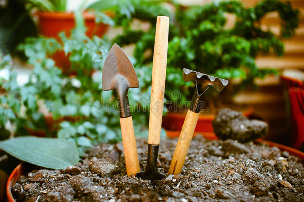 盆栽中平原土壤上的花园工具，包括盆栽植物。