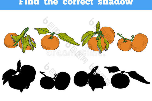找到正确的影子。 橙色水果的矢量颜色集