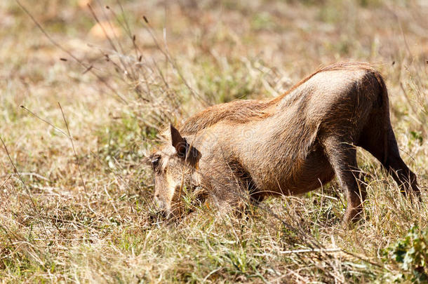 在草丛深处-法科乔鲁斯非洲人，普通的疣猪