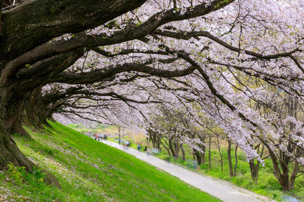 樱花在Sewari河岸，京都，日本