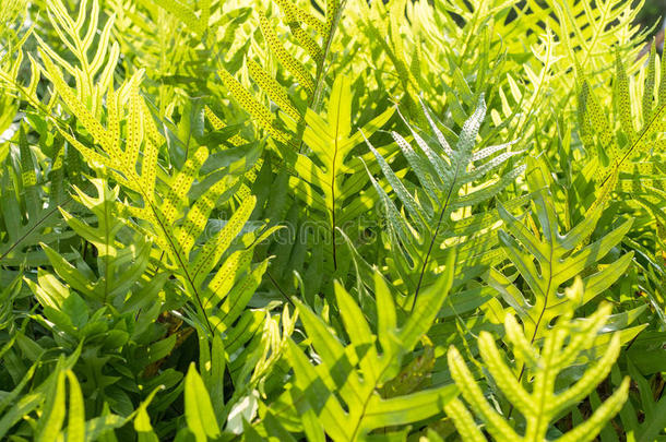 特写一堆带有背光的蕨类植物