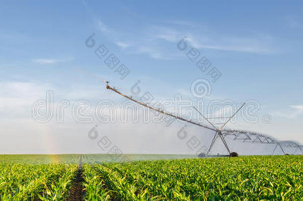 夏浇玉米田农业灌溉制度