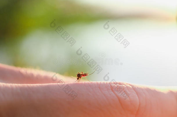 烦人的按蚊生物学咬血