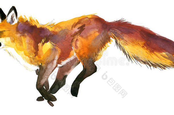 狐狸。 猎狐。 可爱的狐狸。 水彩狐狸插图。
