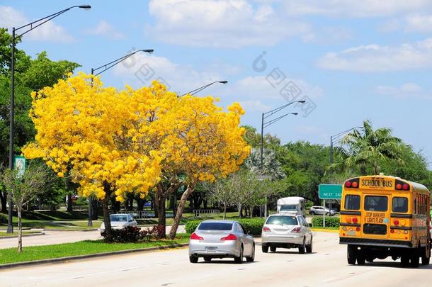 金色喇叭树盛开在中位数，佛罗里达州