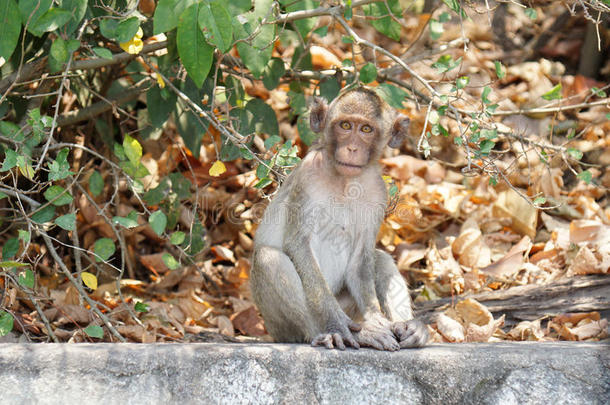 一只可爱的长尾猕猴在泰国春布里的热带森林里。