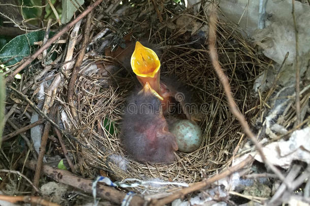 小鸟宝宝在巢里伸出脖子
