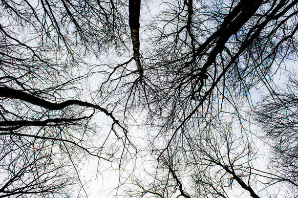 <strong>黑暗</strong>，黑色，<strong>幽灵</strong>树在森林的天空背景