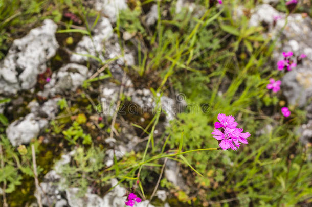 盛开的粉红色<strong>花</strong>草。