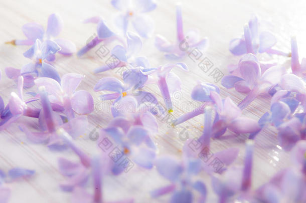白色背景上精致的浅紫色丁香花花瓣