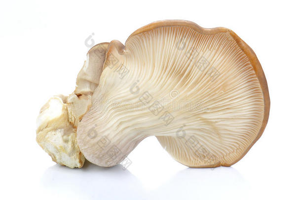 白色背景的新鲜鲍鱼蘑菇。