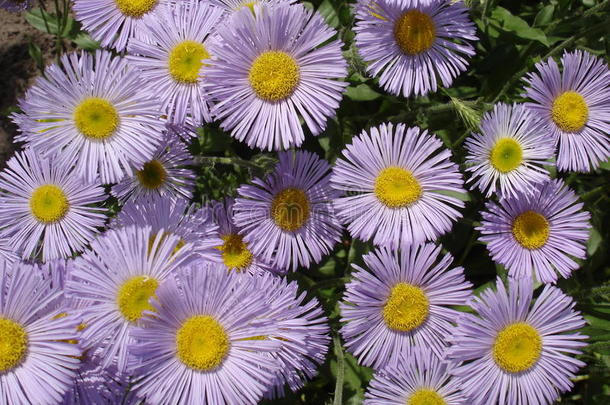 艾利昂（海边雏菊）<strong>紫色</strong>和黄色的花