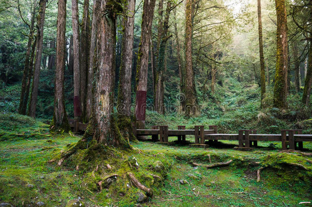 阿里山国家风景名胜区的一条木径