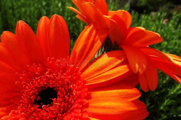 明亮的橙色花朵