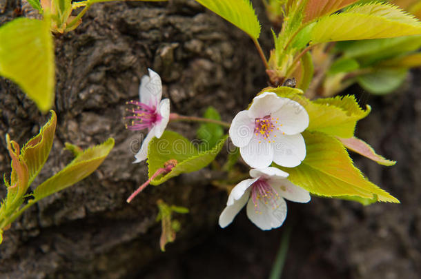 美丽的粉红色樱花，粉红色的樱花